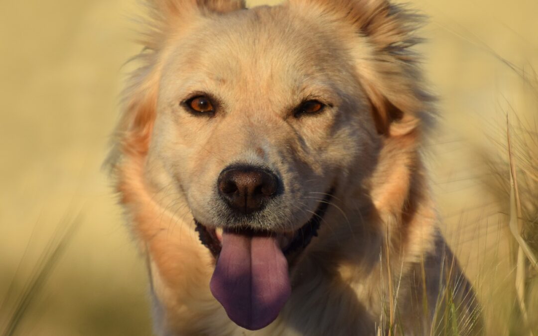 I : ¿Qué es el BARF para mascotas?