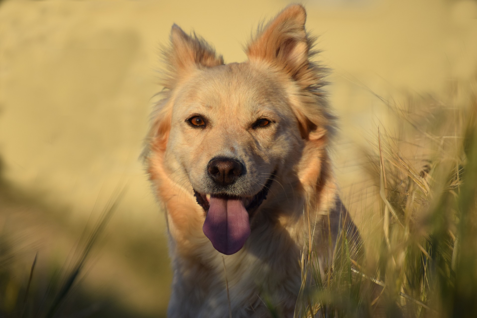 I : ¿Qué es el BARF para mascotas?