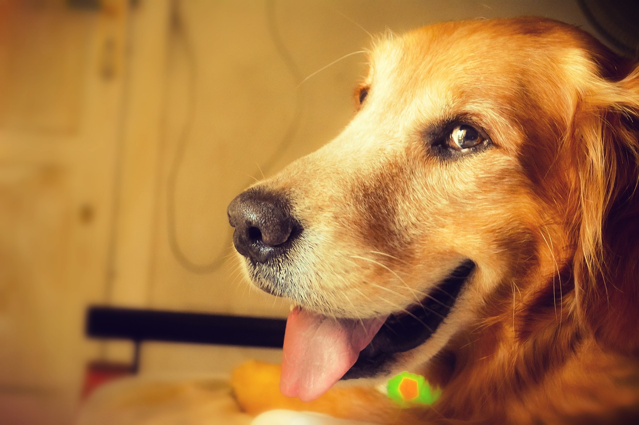 ¿Qué es el BARF para mascotas?(II)