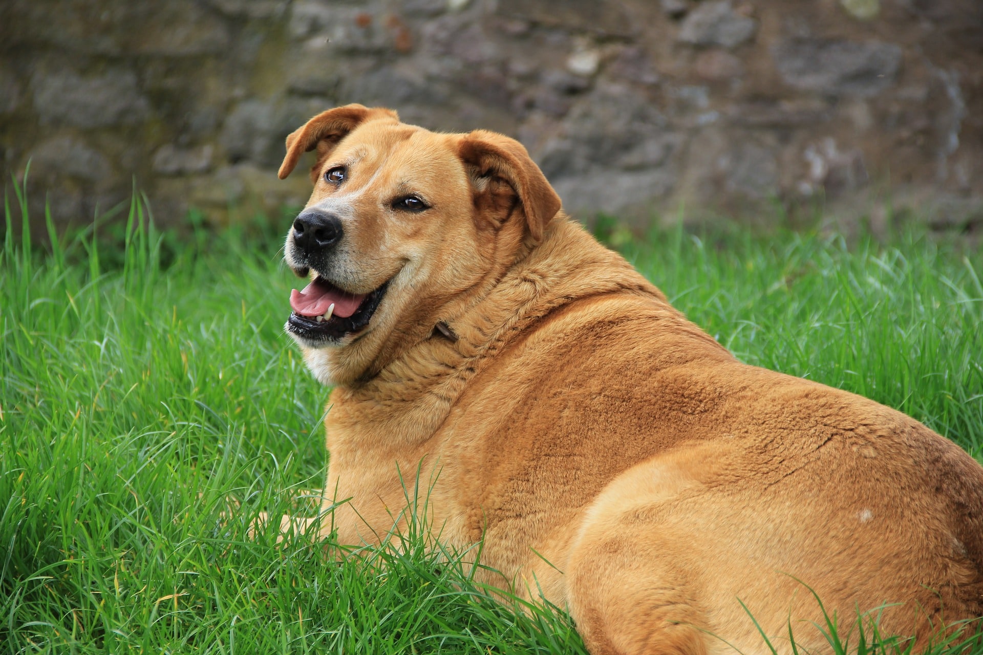 La nutricionista canina Sheila Pérez Córdoba, nos cuenta los beneficios de la dieta natural.