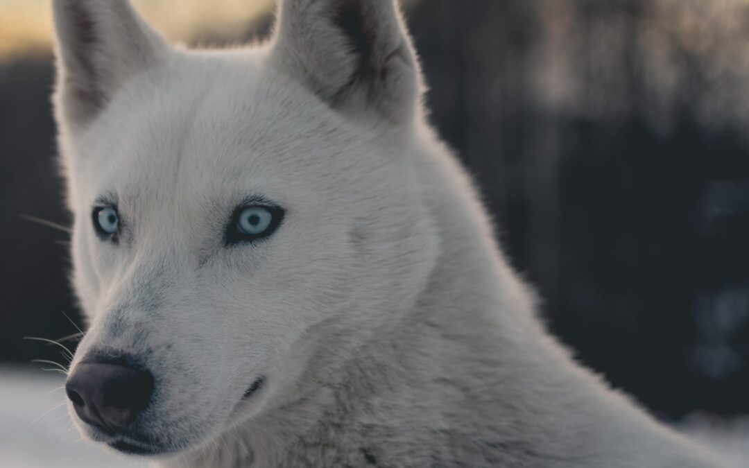 ¿Por qué los huskies tienen los ojos azules?