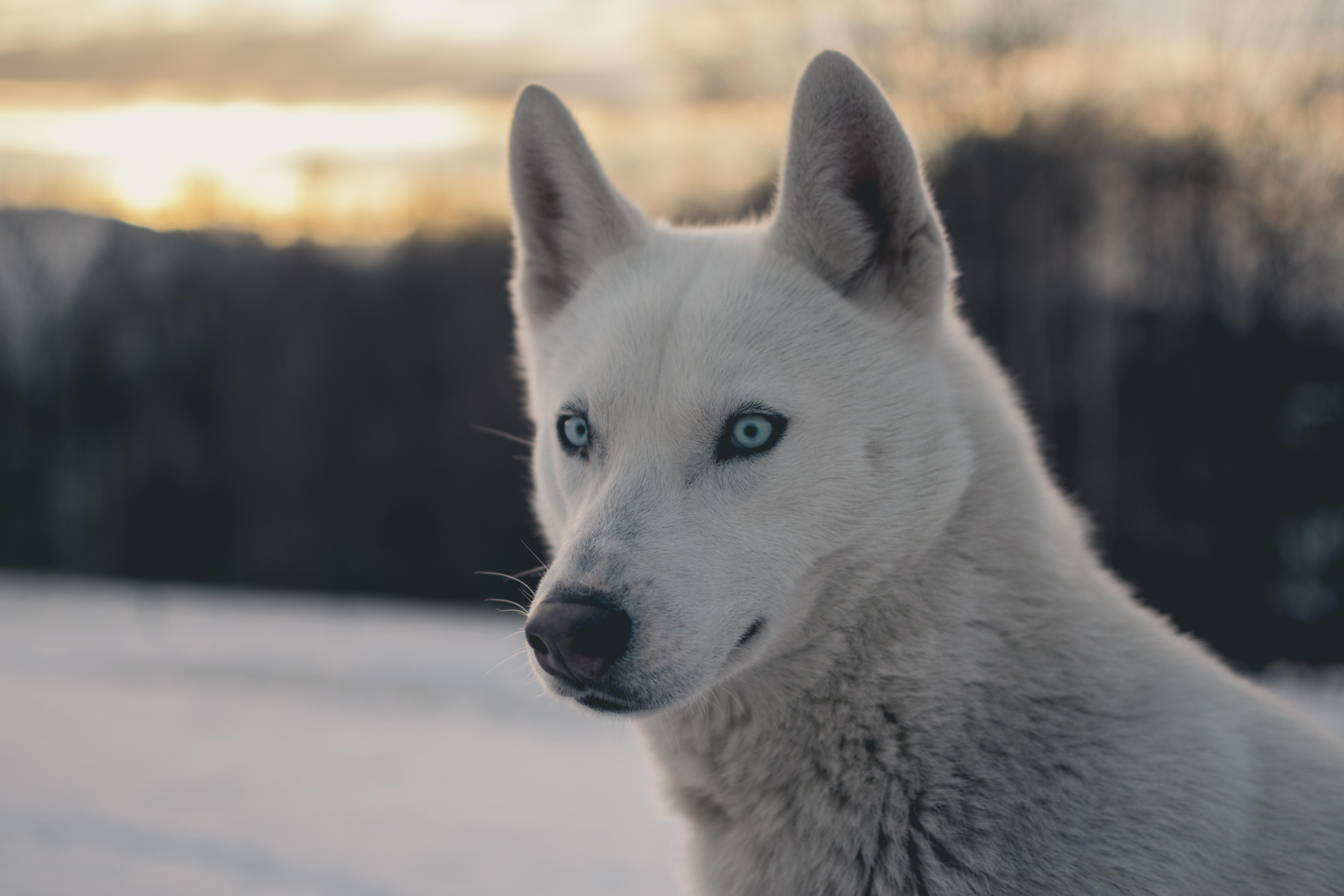 ¿Por qué los huskies tienen los ojos azules?