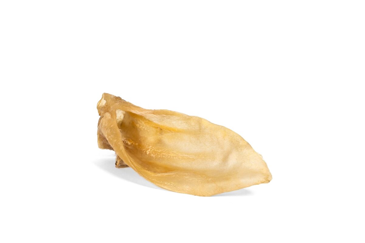 5 Errores que Acortan la Vida de tu Perro (y Cómo Evitarlos SIN Gastar Más) 1 Oreja de Cordero Deshidratada Natural | Snack BARF Crujiente para Perros y Gatos 5 Errores que Acortan la Vida de tu Perro (y Cómo Evitarlos SIN Gastar Más)