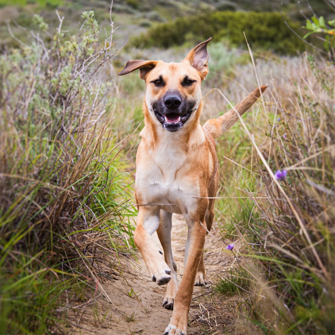 Alimentos no aptos para perros: