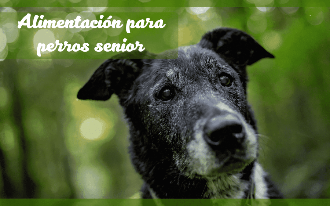 Beneficios de la dieta BARF en perros senior