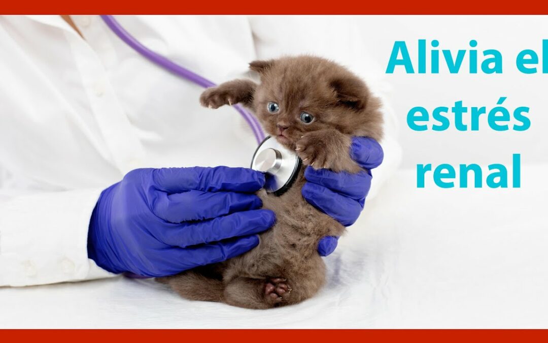 Insuficiencia Renal en perros y gatos. Dieta natural