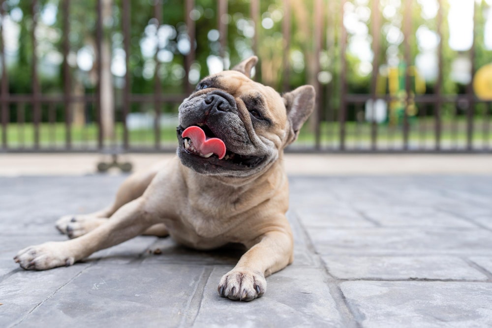 Los 4 consejos para tu perro o gato en verano