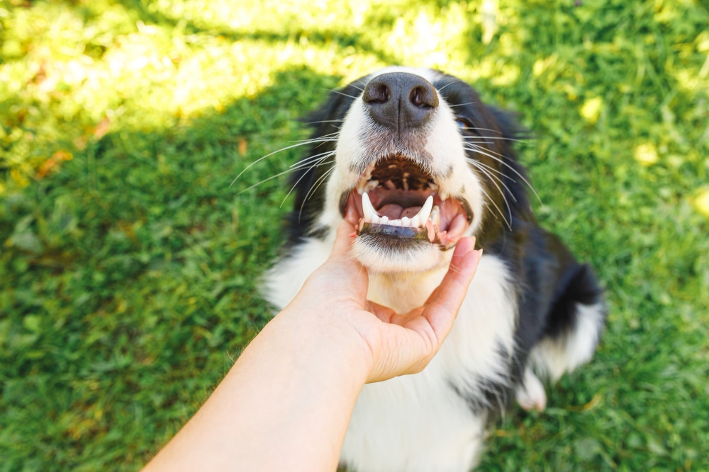 ¿Qué es la dieta BARF para perros y gatos?