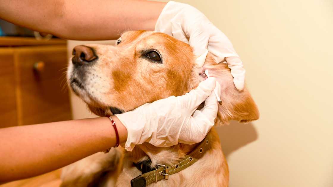 Medidas para prevenir la otitis en perros