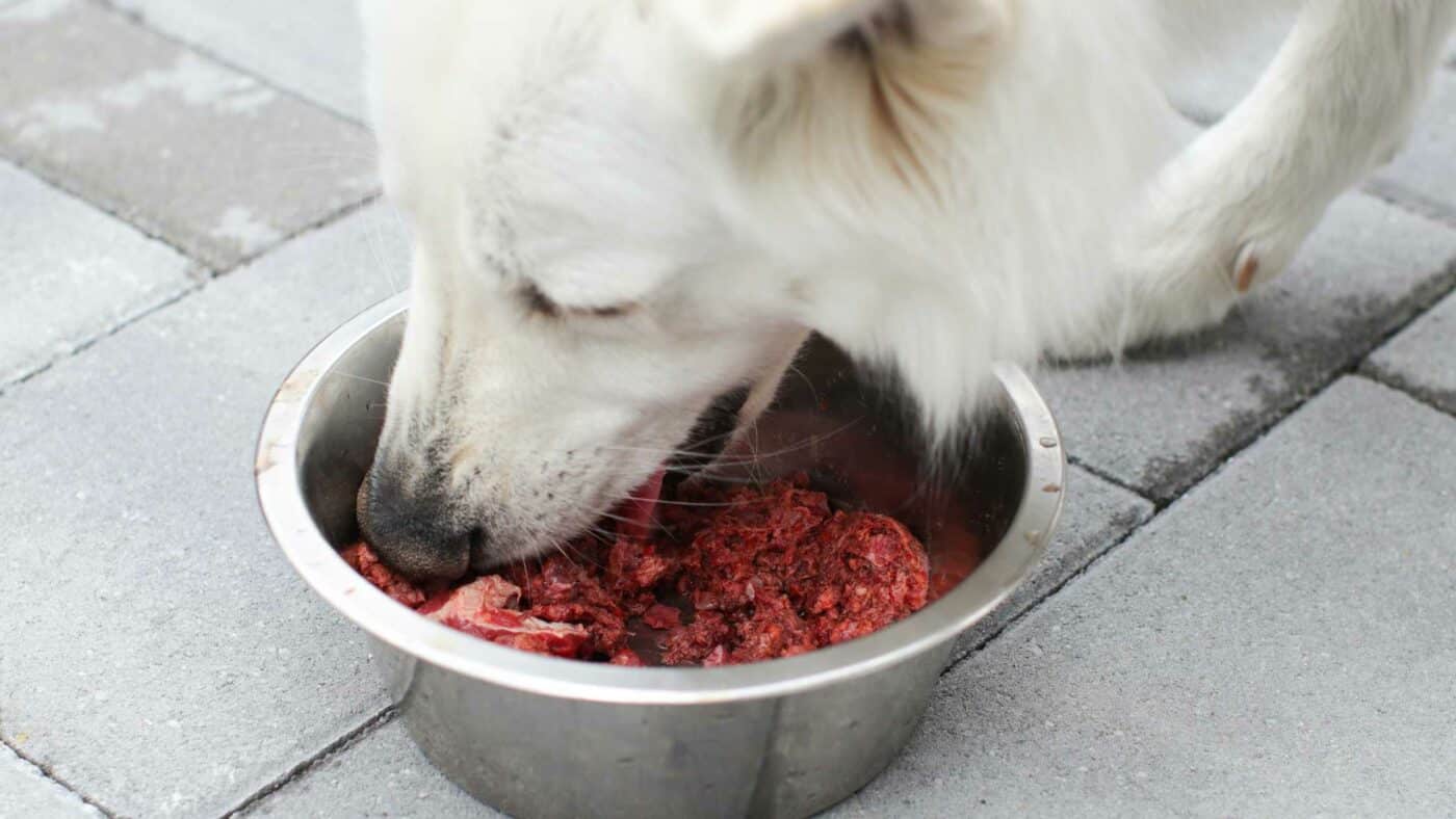 ¿Es bueno que los perros coman carne cruda? Perro comiendo carne cruda