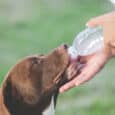 Deshidratación en Perros Cómo Mantener a tu Mascota Hidratada de Forma Natural