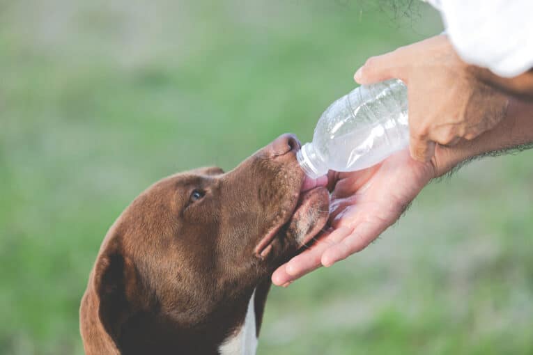 Deshidratación en Perros Cómo Mantener a tu Mascota Hidratada de Forma Natural