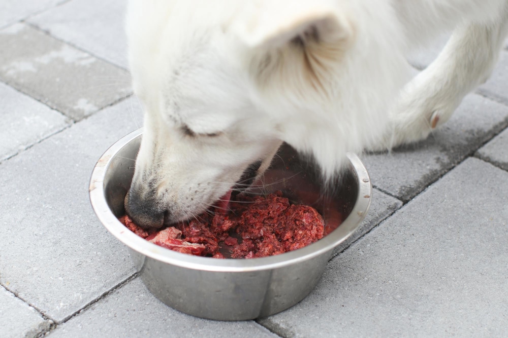 Deshidratación en Perros: Cómo Mantener a tu Mascota Hidratada de Forma Natural 3 Deshidratación en Perros Cómo Mantener a tu Mascota Hidratada de Forma Natural