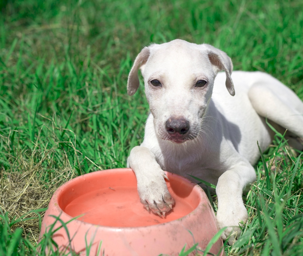 Deshidratación en Perros: Cómo Mantener a tu Mascota Hidratada de Forma Natural 2 Deshidratación en Perros Cómo Mantener a tu Mascota Hidratada de Forma Natural