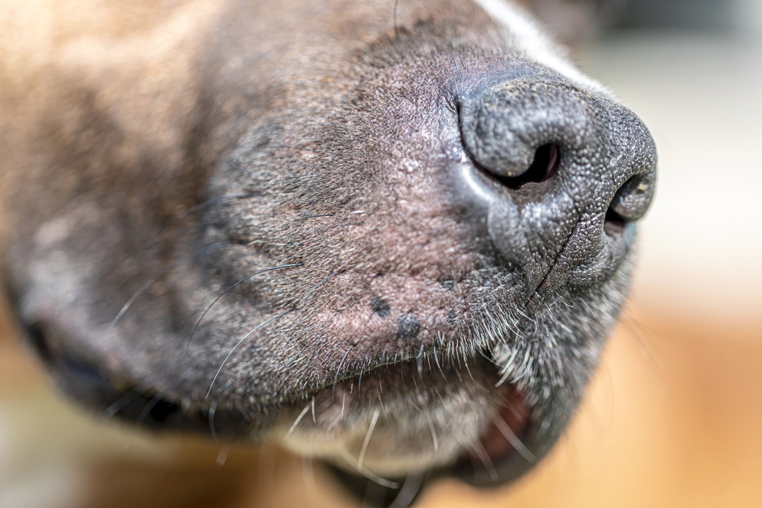 Picaduras en Perros: Cómo Identificarlas, Tratarlas y Prevenirlas 2 Picaduras en Perros: Cómo Identificarlas, Tratarlas y Prevenirlas on Petkis - Dieta Barf