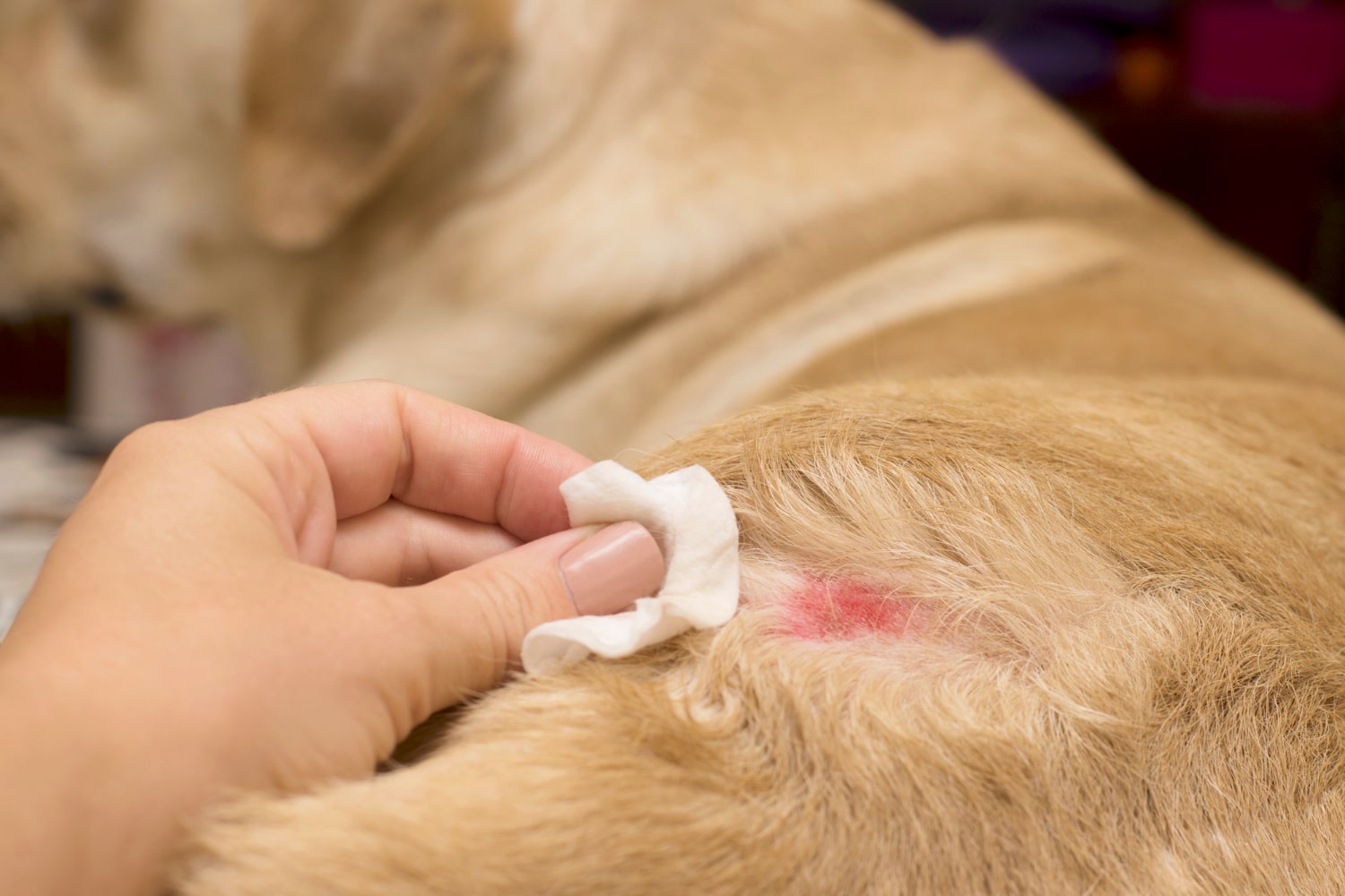 Picaduras en Perros: Cómo Identificarlas, Tratarlas y Prevenirlas 1 Picaduras en Perros: Cómo Identificarlas, Tratarlas y Prevenirlas on Petkis - Dieta Barf