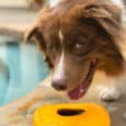 5 Errores que Acortan la Vida de tu Perro (y Cómo Evitarlos SIN Gastar Más)