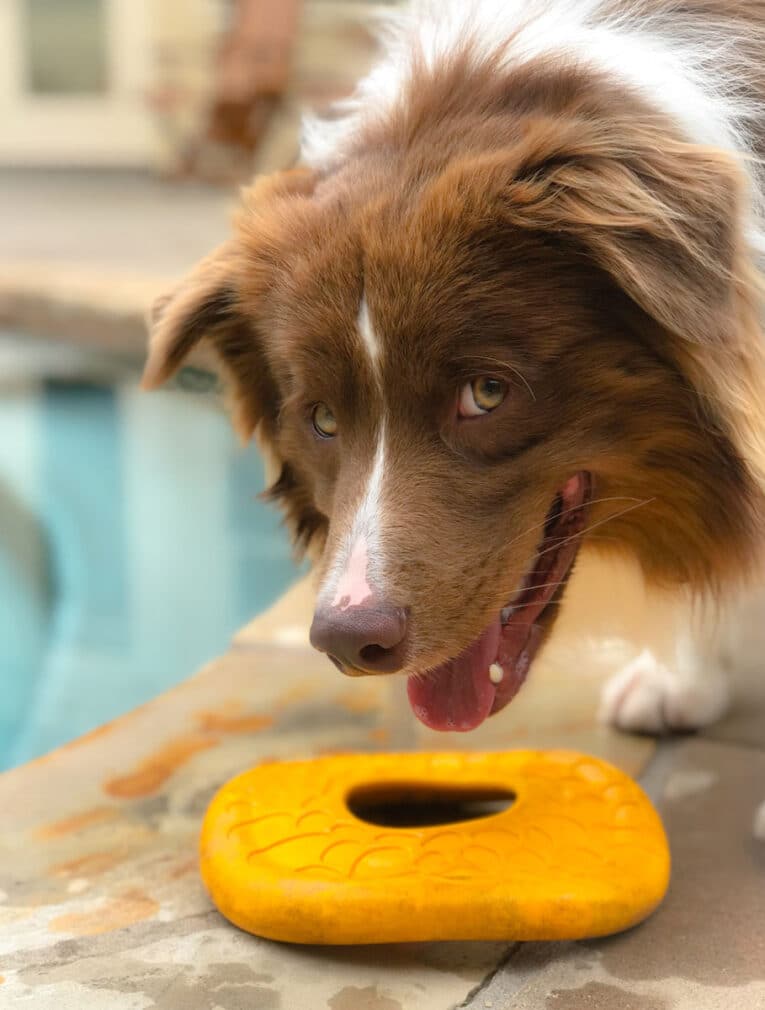 5 Errores que Acortan la Vida de tu Perro (y Cómo Evitarlos SIN Gastar Más)