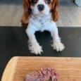 La Guía Eco-Friendly y Sostenible. sobre la DIETA BARF (Biologically Appropriate Raw Food) para perros por sus beneficios naturales.