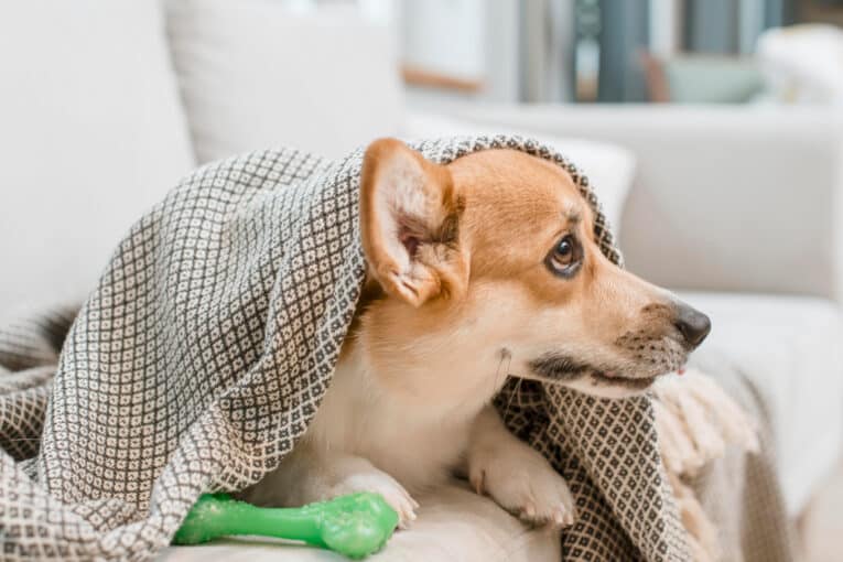 Perros y Petardos: 10 Consejos para Reducir su Ansiedad en San Juan por Petkis Premiun Barf