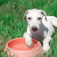 Comida Natural para tu Perro en Vacaciones Guía Saludable y Práctica - Petkis