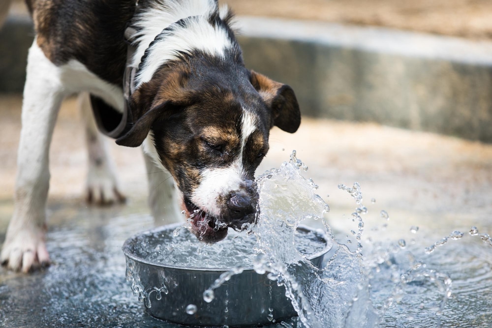 Comida Natural para tu Perro en Vacaciones: Guía Saludable y Práctica 1 Comida Natural para tu Perro en Vacaciones Guía Saludable y Práctica - Petkis