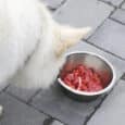 Cómo Cambiar del Pienso a la Dieta Cruda para Perros Sin Provocar Diarreas